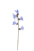 Filz Blütenzweig lila – Frühlingsblume, nachhaltige Deko, handgemacht Fair Trade Nepal, zarte Filzblume, Boho Naturdeko, Frühlingsblüher